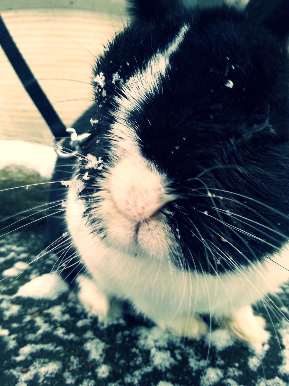 Kanin † Stampe † R.I.P Min prins - Billeder fra i vinters <33 billede 26