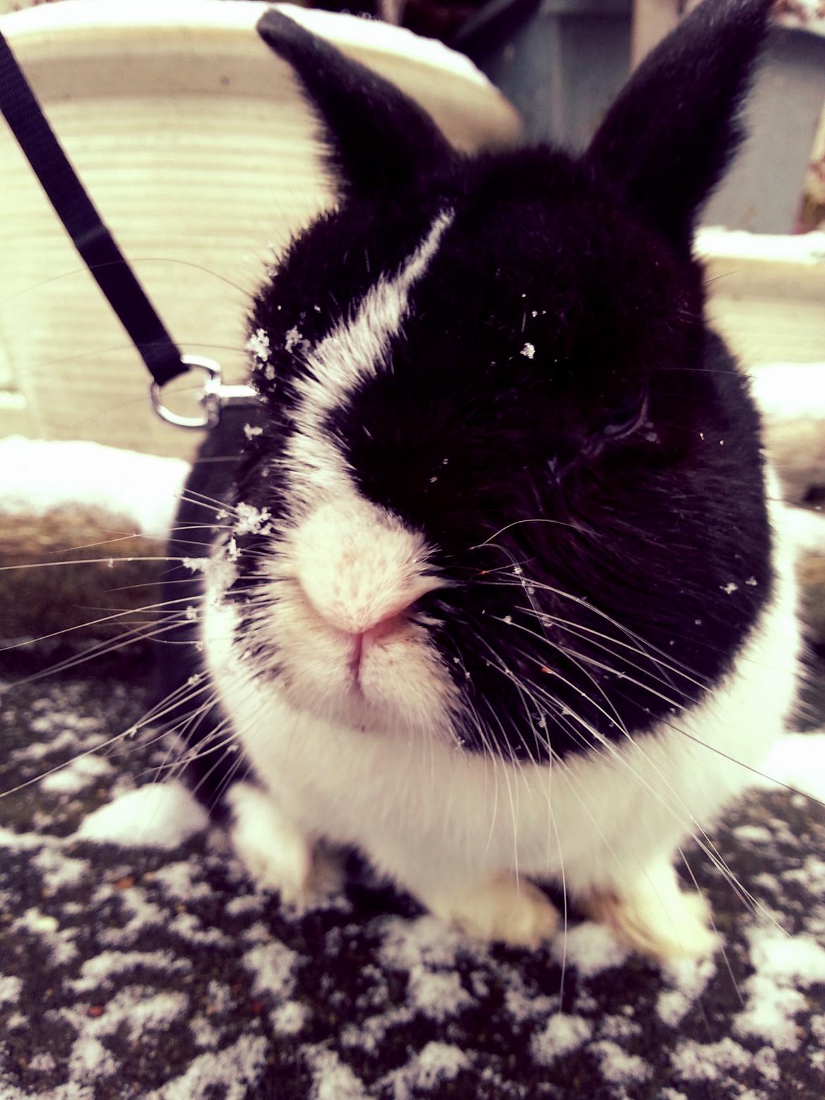 Kanin † Stampe † R.I.P Min prins - Billeder fra i vinters <33 billede 27