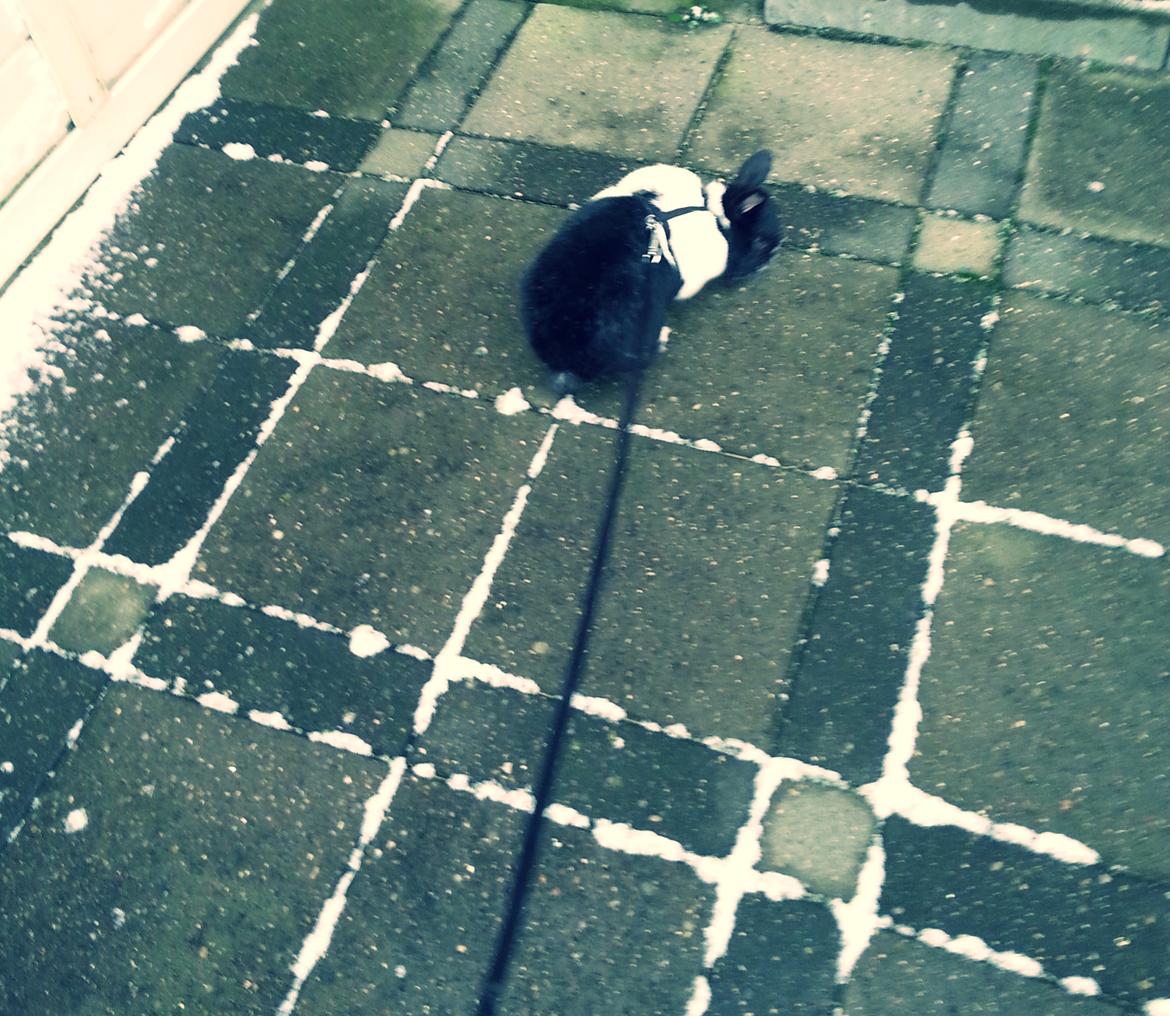 Kanin † Stampe † R.I.P Min prins - Billeder fra i vinters <33 billede 28