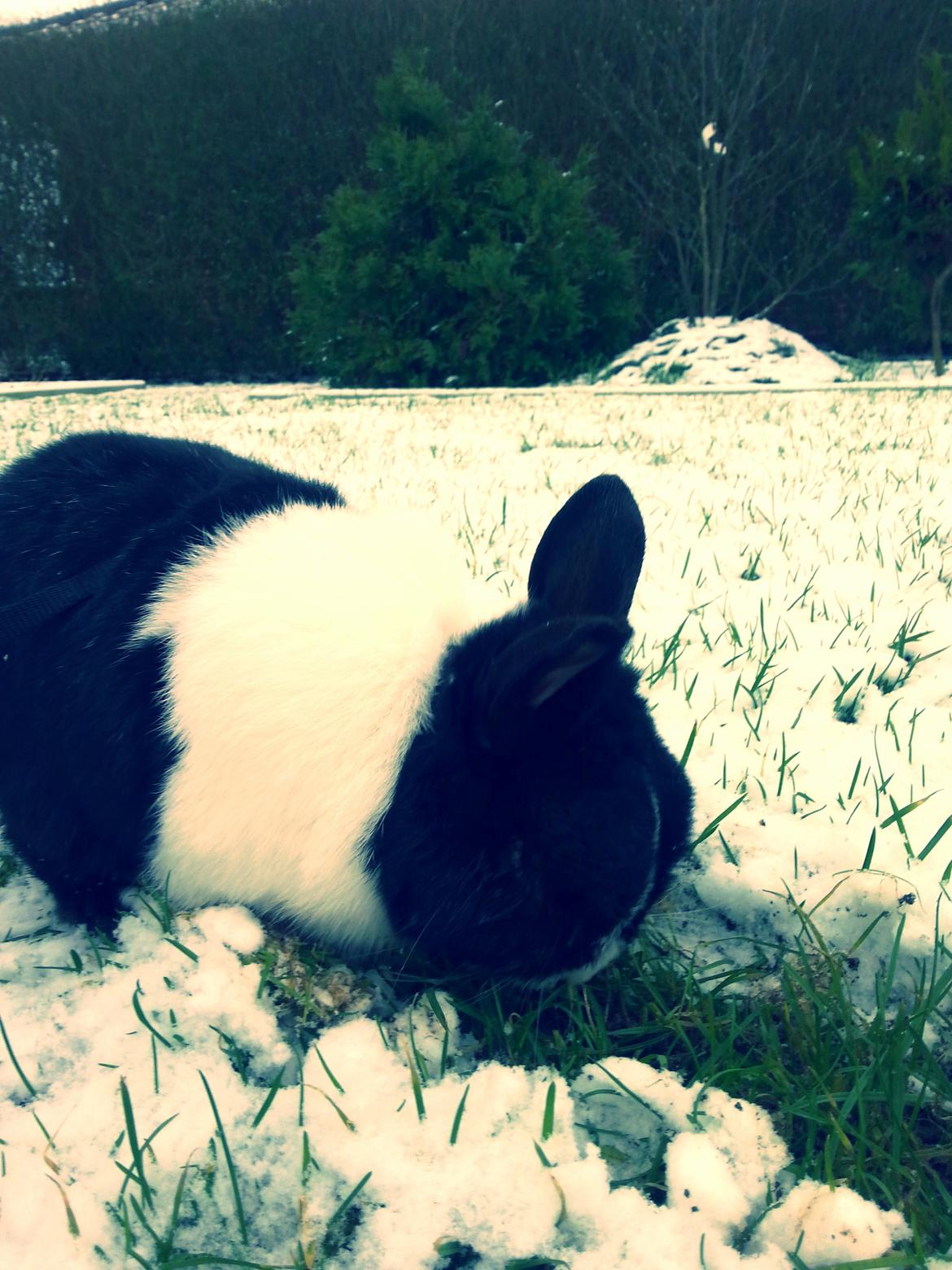 Kanin † Stampe † R.I.P Min prins - Billeder fra i vinters <33 billede 30