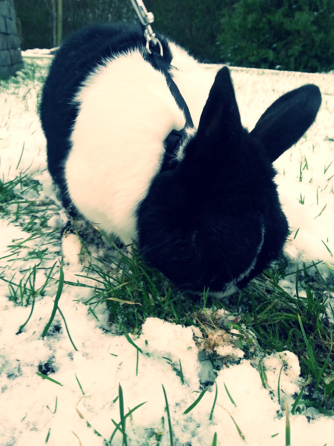 Kanin † Stampe † R.I.P Min prins - Billeder fra i vinters <33 billede 31