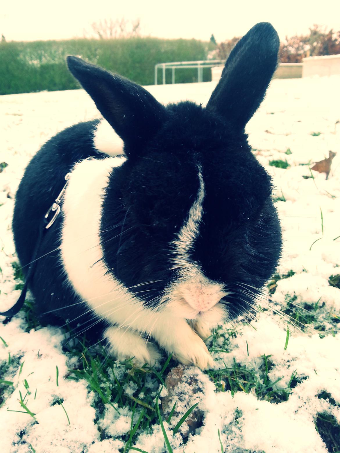 Kanin † Stampe † R.I.P Min prins - Billeder fra i vinters <33 billede 40