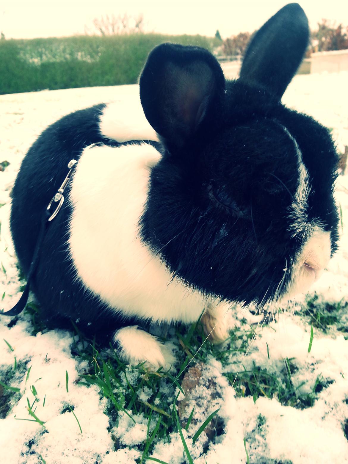 Kanin † Stampe † R.I.P Min prins - Billeder fra i vinters <33 billede 39