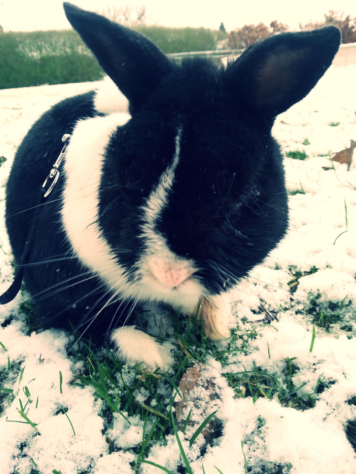 Kanin † Stampe † R.I.P Min prins - Billeder fra i vinters <33 billede 38