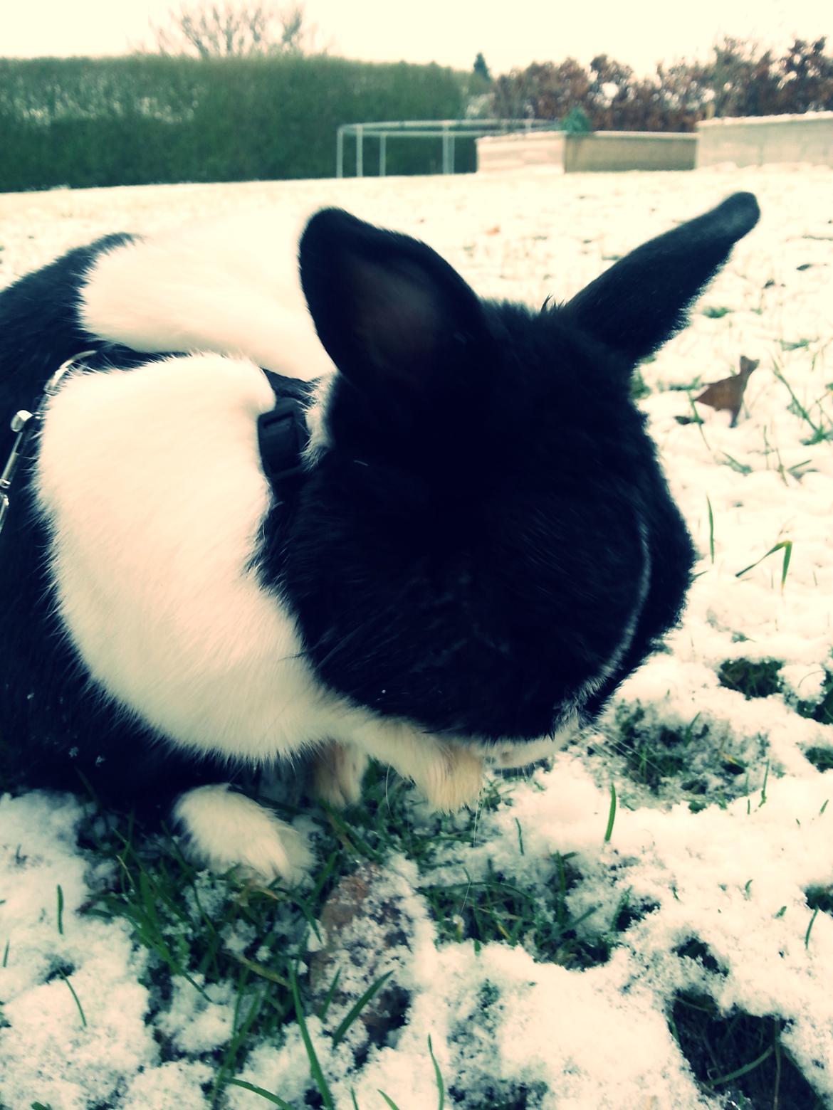 Kanin † Stampe † R.I.P Min prins - Billeder fra i vinters <33 billede 37