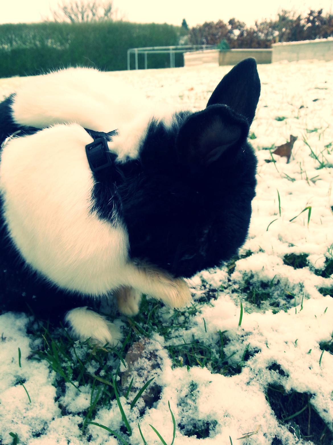 Kanin † Stampe † R.I.P Min prins - Billeder fra i vinters <33 billede 36