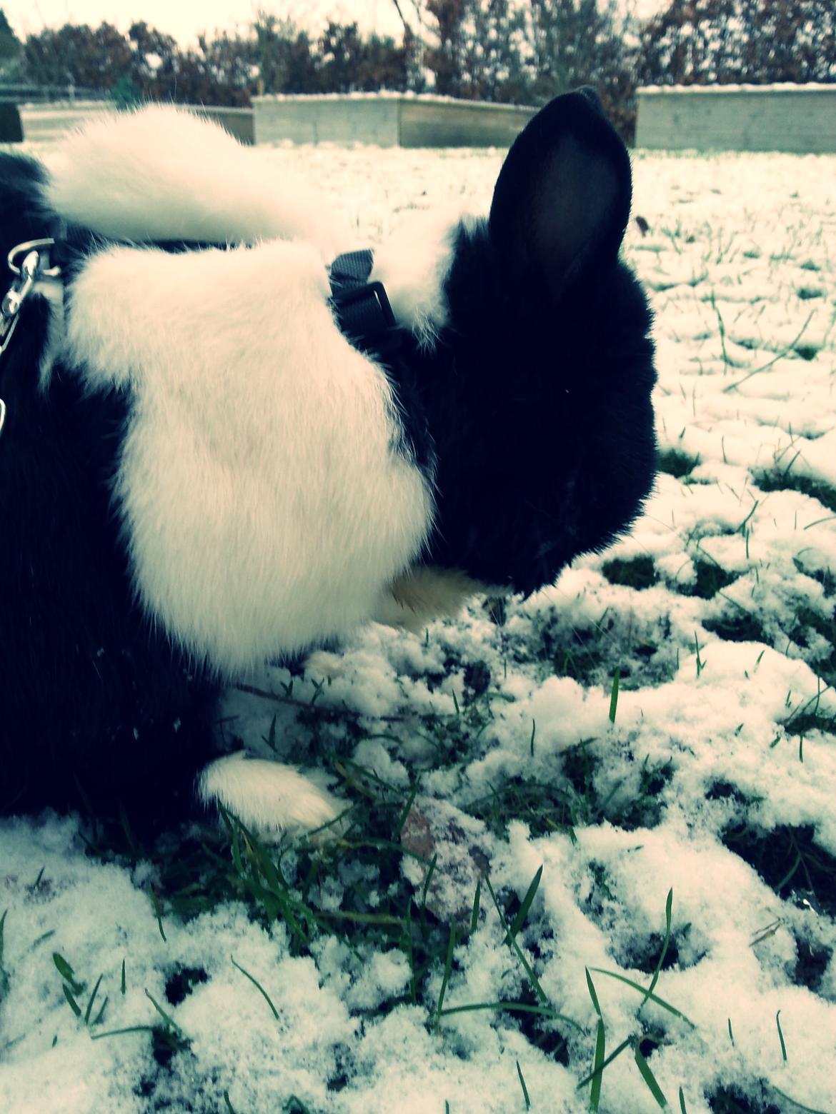 Kanin † Stampe † R.I.P Min prins - Billeder fra i vinters <33 billede 35