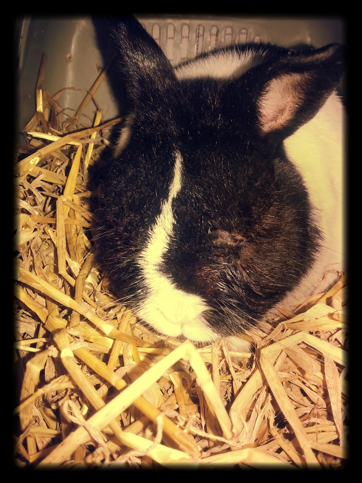 Kanin † Stampe † R.I.P Min prins billede 16