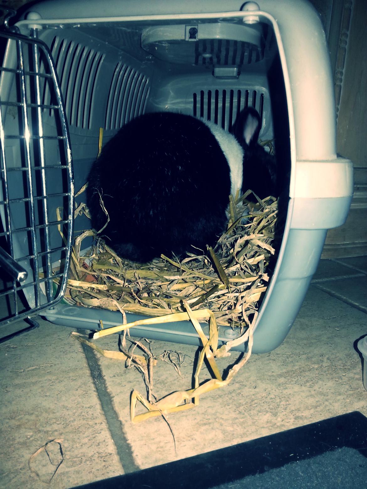 Kanin † Stampe † R.I.P Min prins billede 17