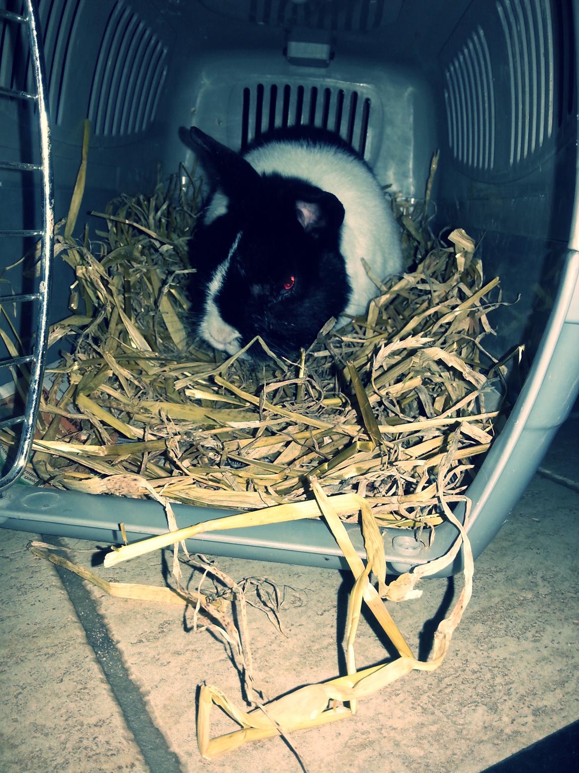 Kanin † Stampe † R.I.P Min prins billede 18