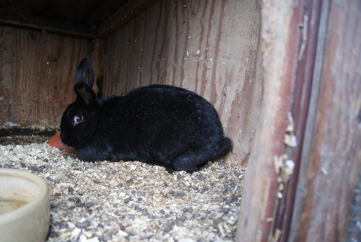 Kanin Kanin-ungen billede 2