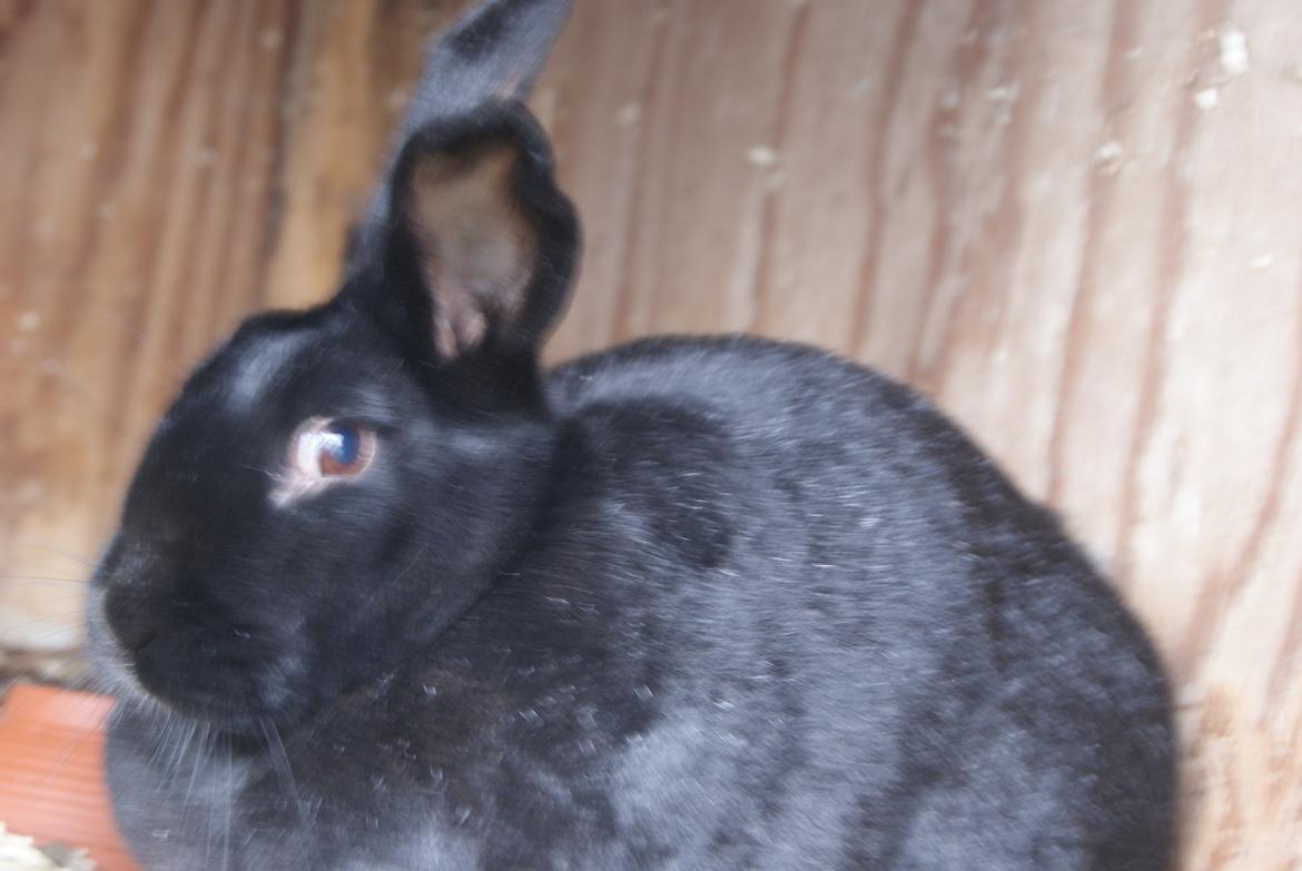 Kanin Kanin-ungen billede 7