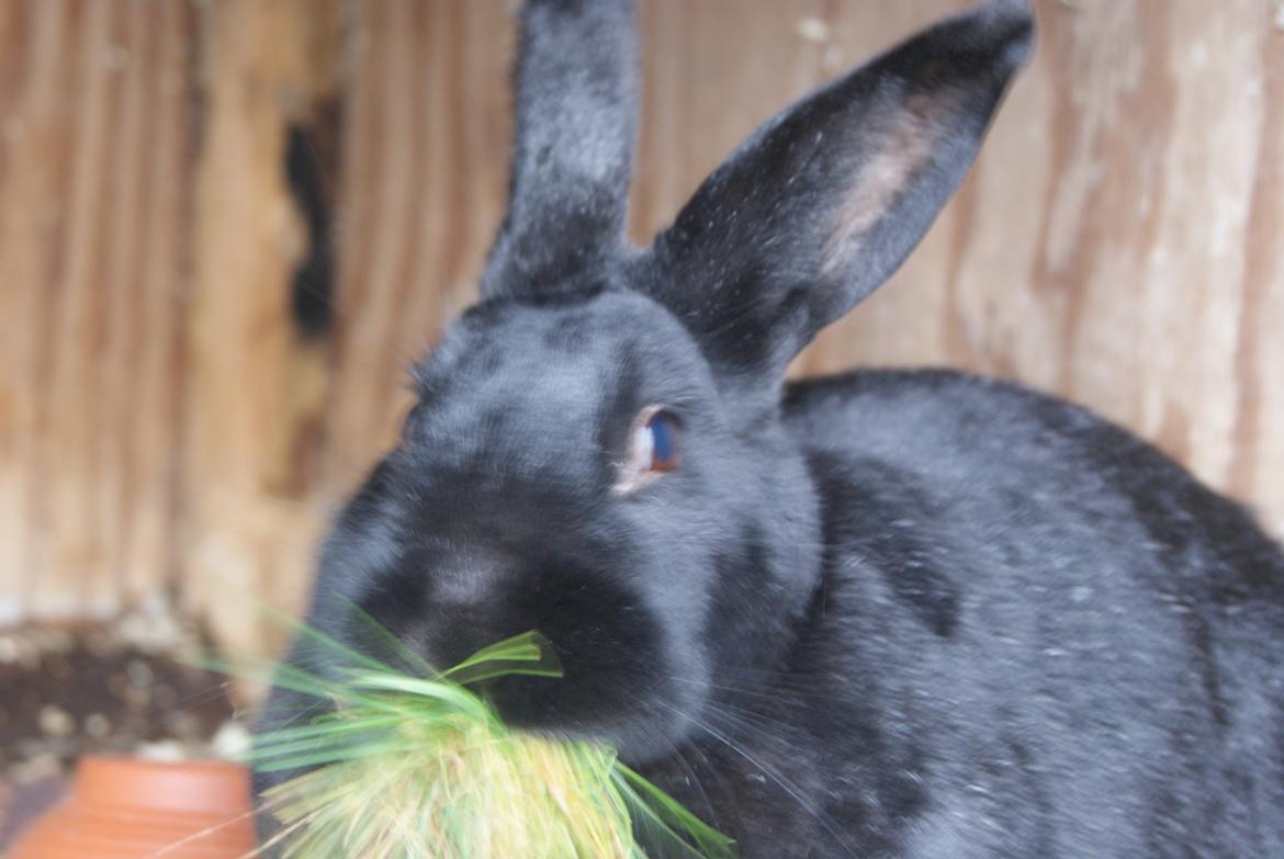 Kanin Kanin-ungen billede 8