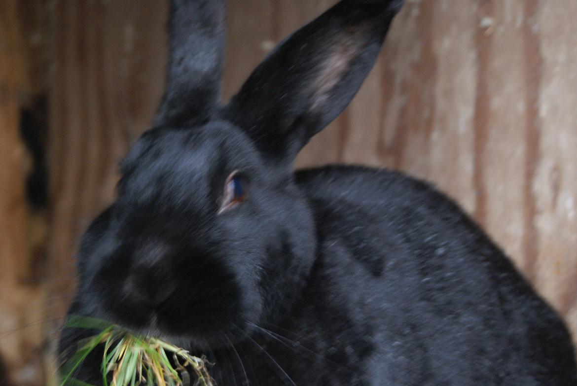 Kanin Kanin-ungen billede 10