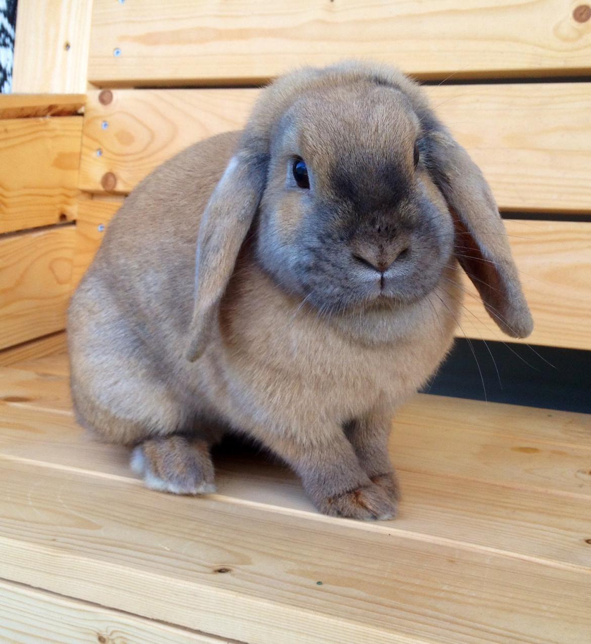 Kanin Dolls Zuera Emilia-Romagna billede 1