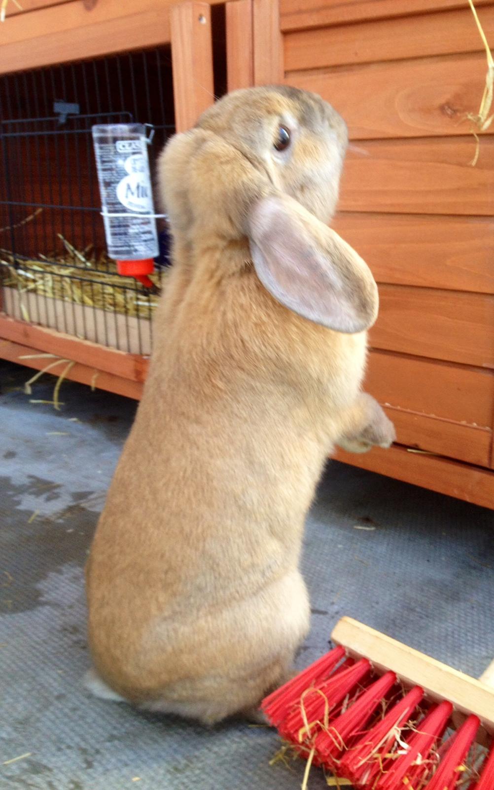 Kanin Dolls Zuera Emilia-Romagna billede 2