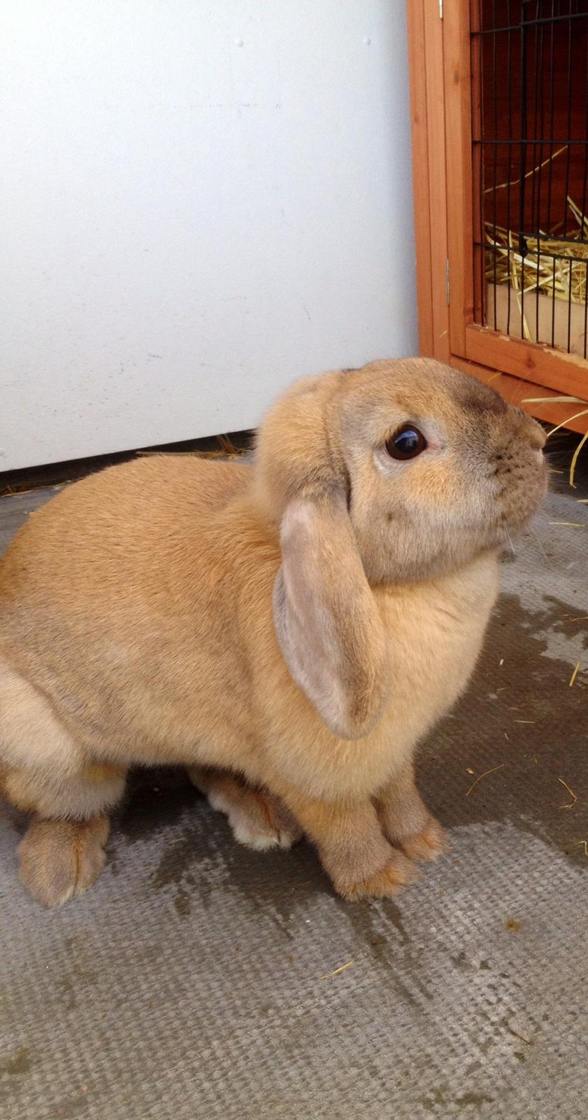 Kanin Dolls Zuera Emilia-Romagna billede 3