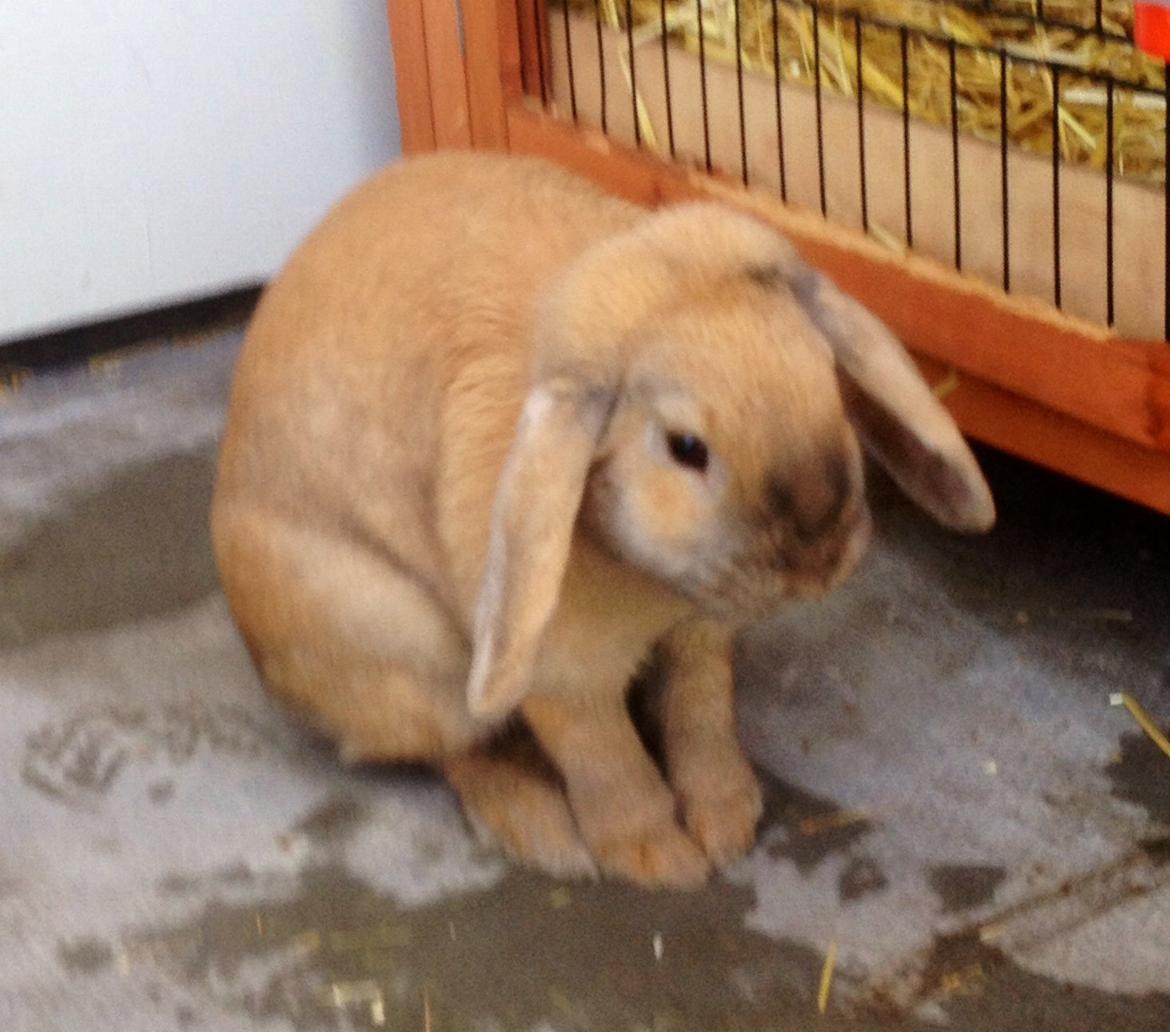 Kanin Dolls Zuera Emilia-Romagna billede 4