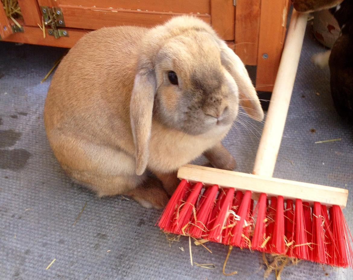 Kanin Dolls Zuera Emilia-Romagna billede 5