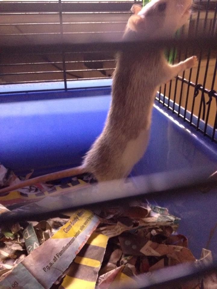 Tamrotte Rotte - Min pige er gravid!! <33333 billede 11