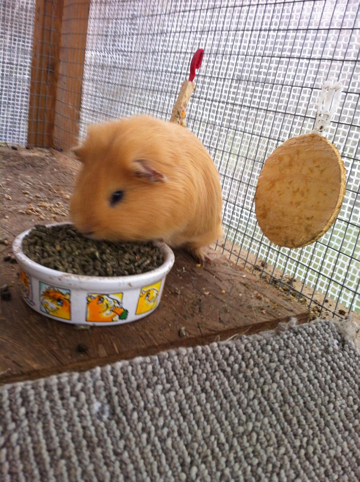 Marsvin Peanuts billede 5