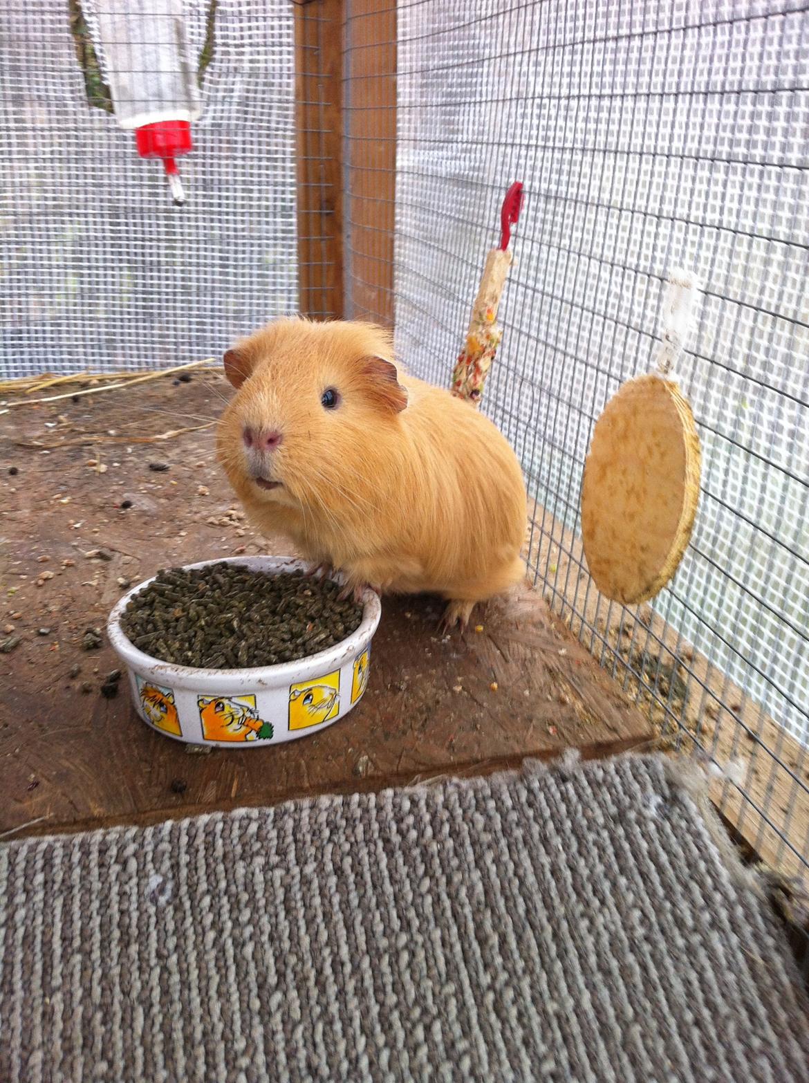 Marsvin Peanuts billede 6