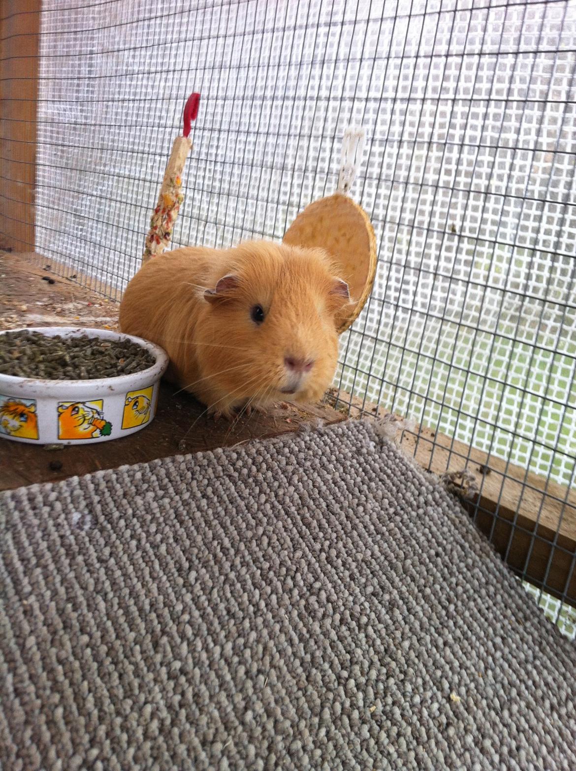 Marsvin Peanuts billede 3