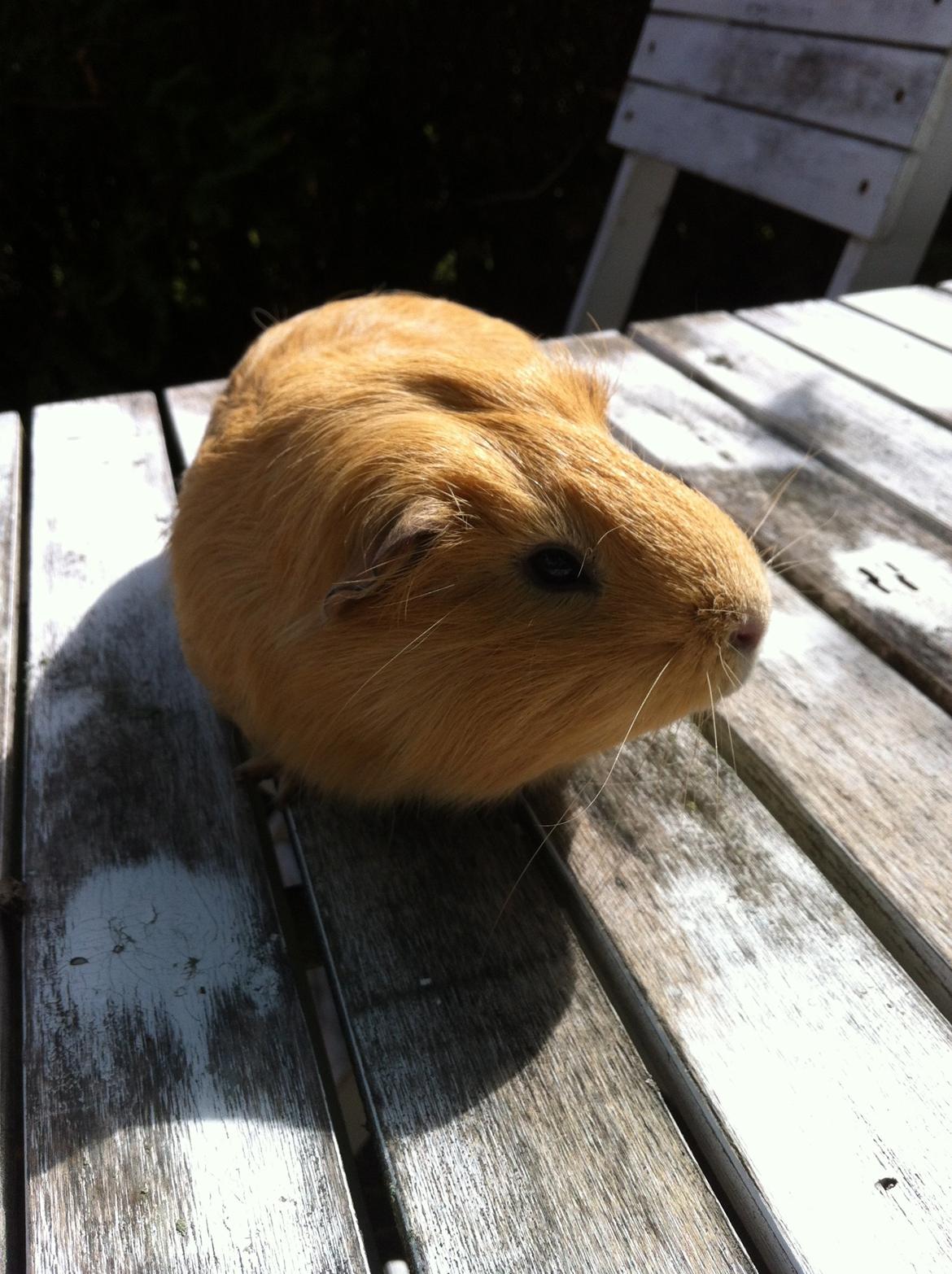 Marsvin Peanuts billede 2