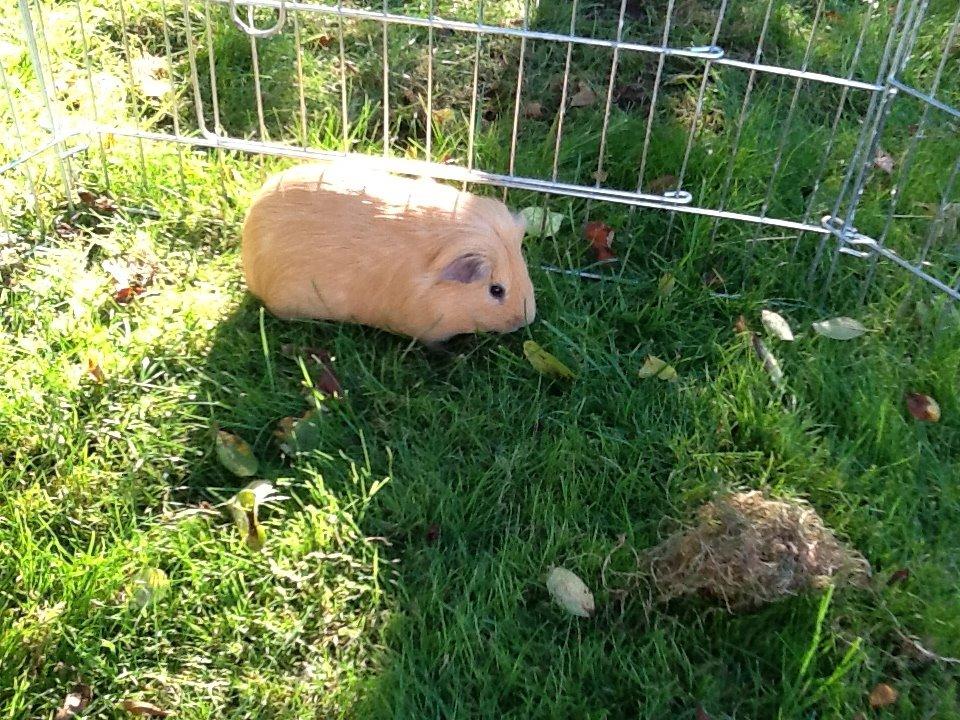 Marsvin Peanuts billede 7