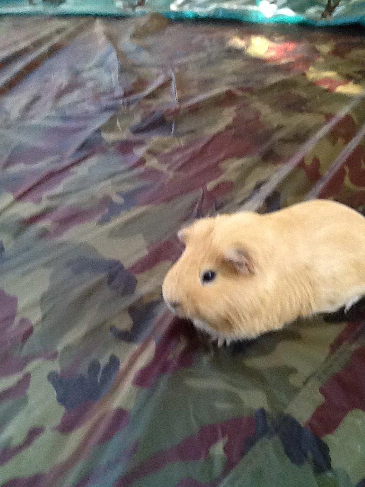 Marsvin Peanuts billede 8