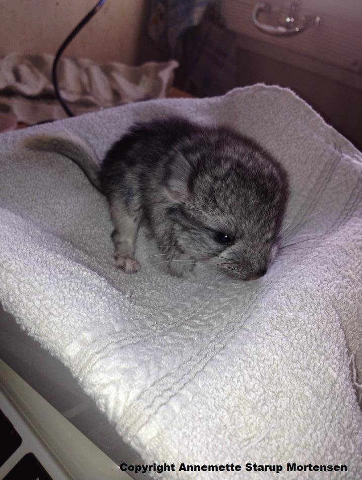 Chinchilla Lille Ludvig billede 1