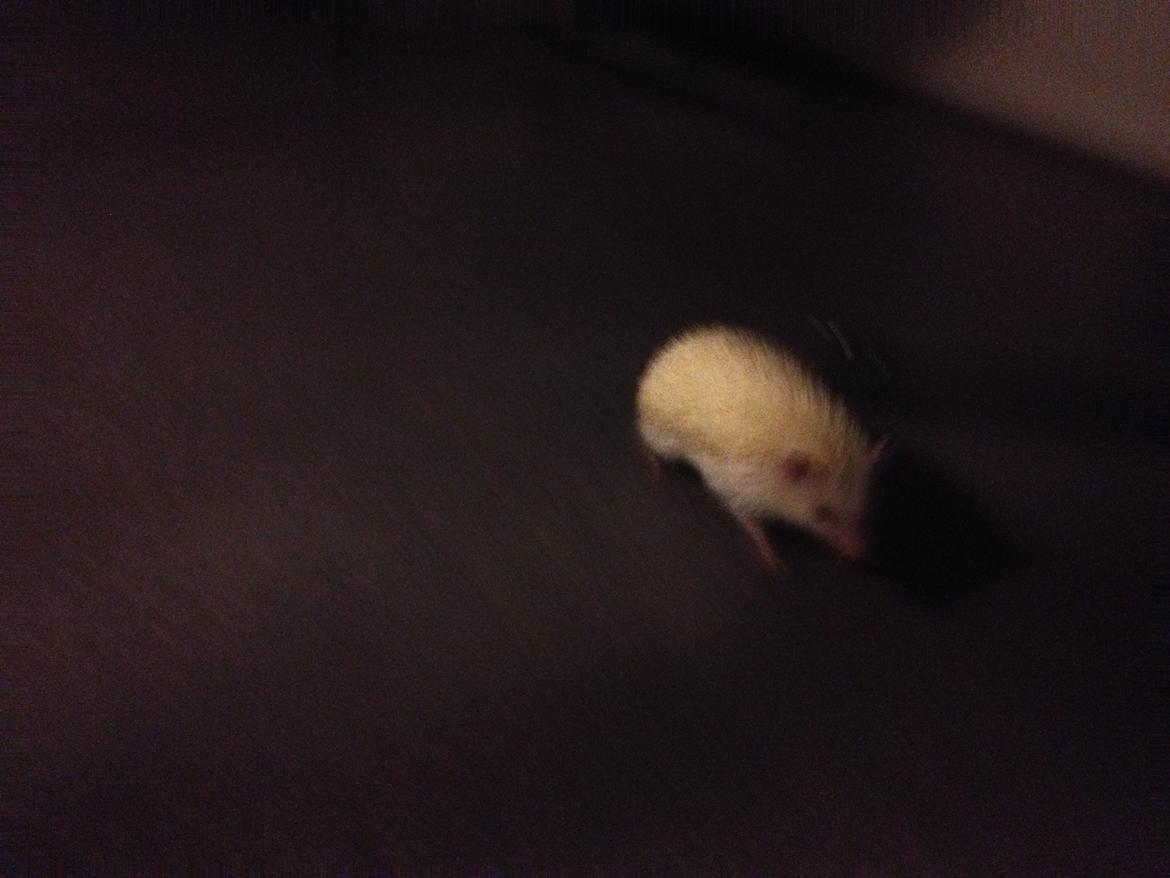 Pindsvin Pan billede 3