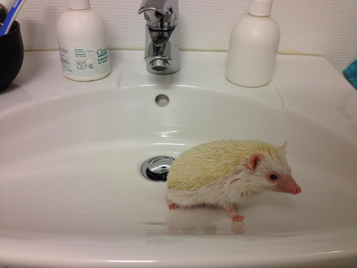 Pindsvin Pan billede 4