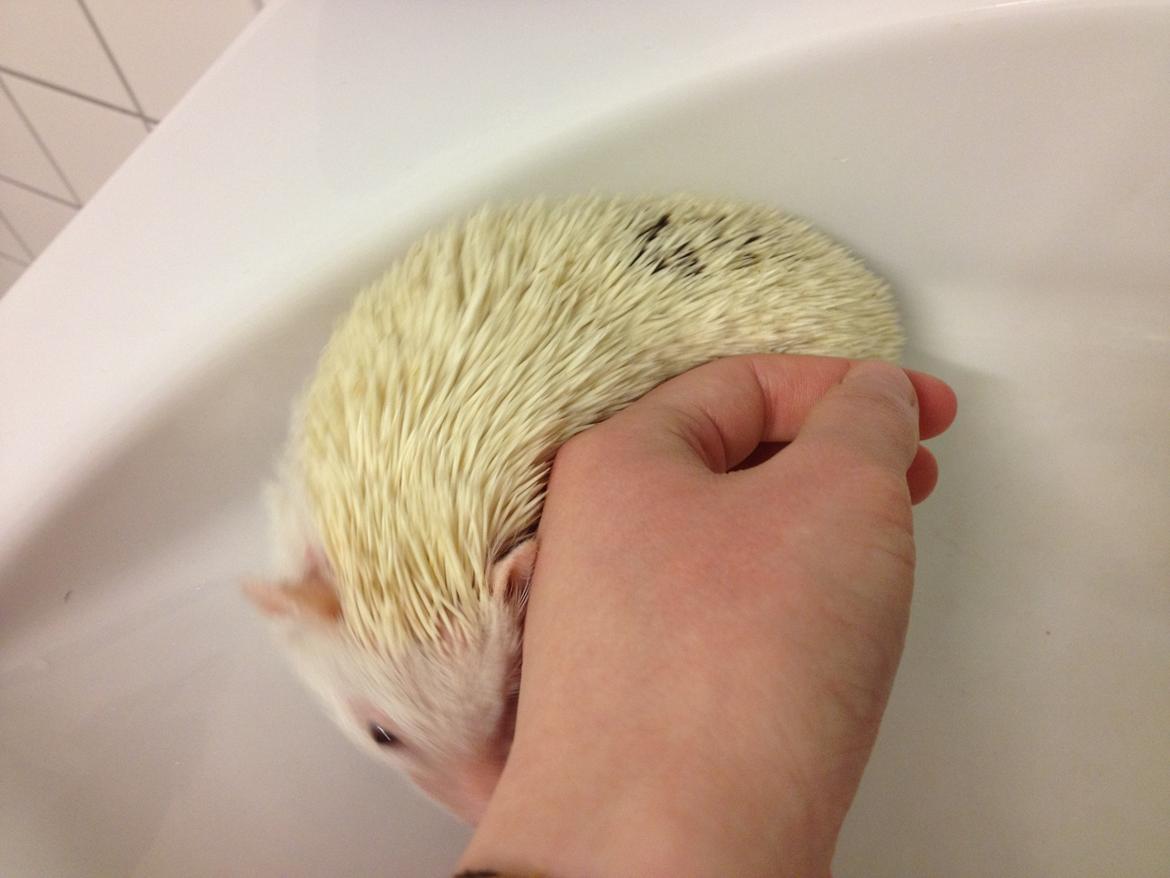 Pindsvin Pan billede 5