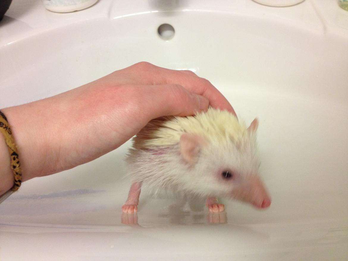 Pindsvin Pan billede 6