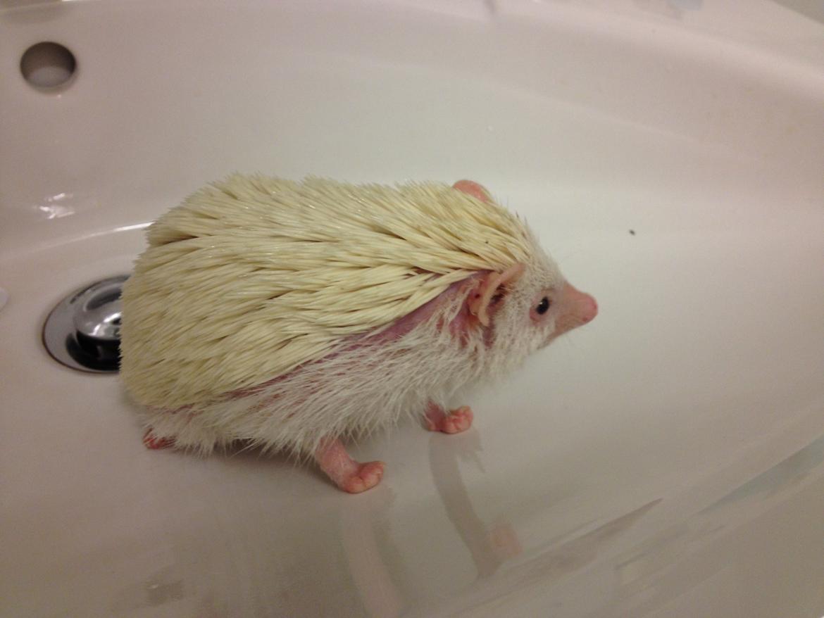 Pindsvin Pan billede 7