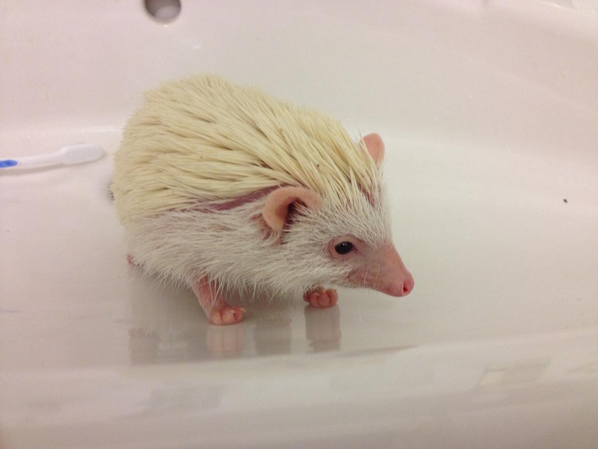 Pindsvin Pan billede 8