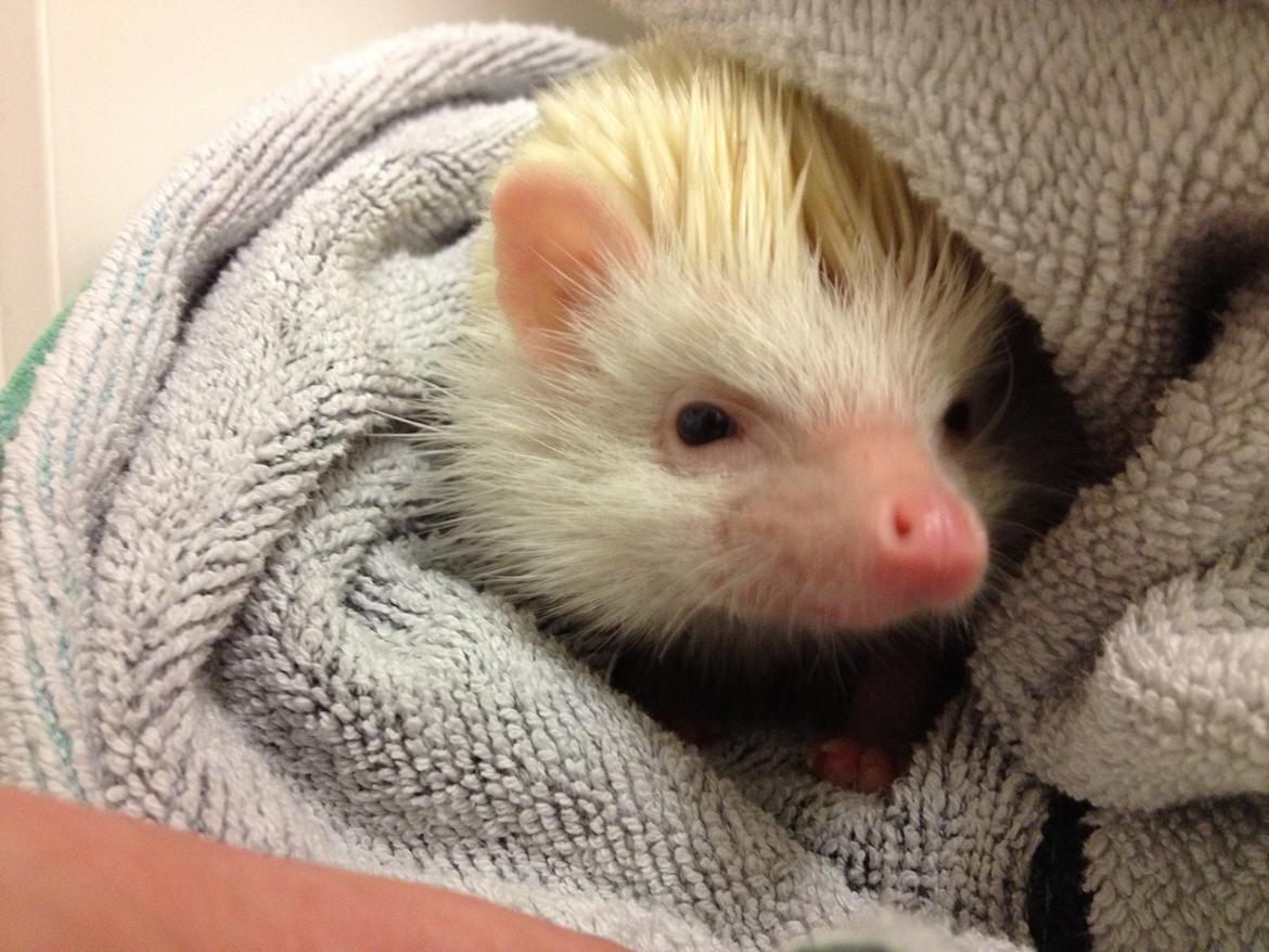 Pindsvin Pan billede 10