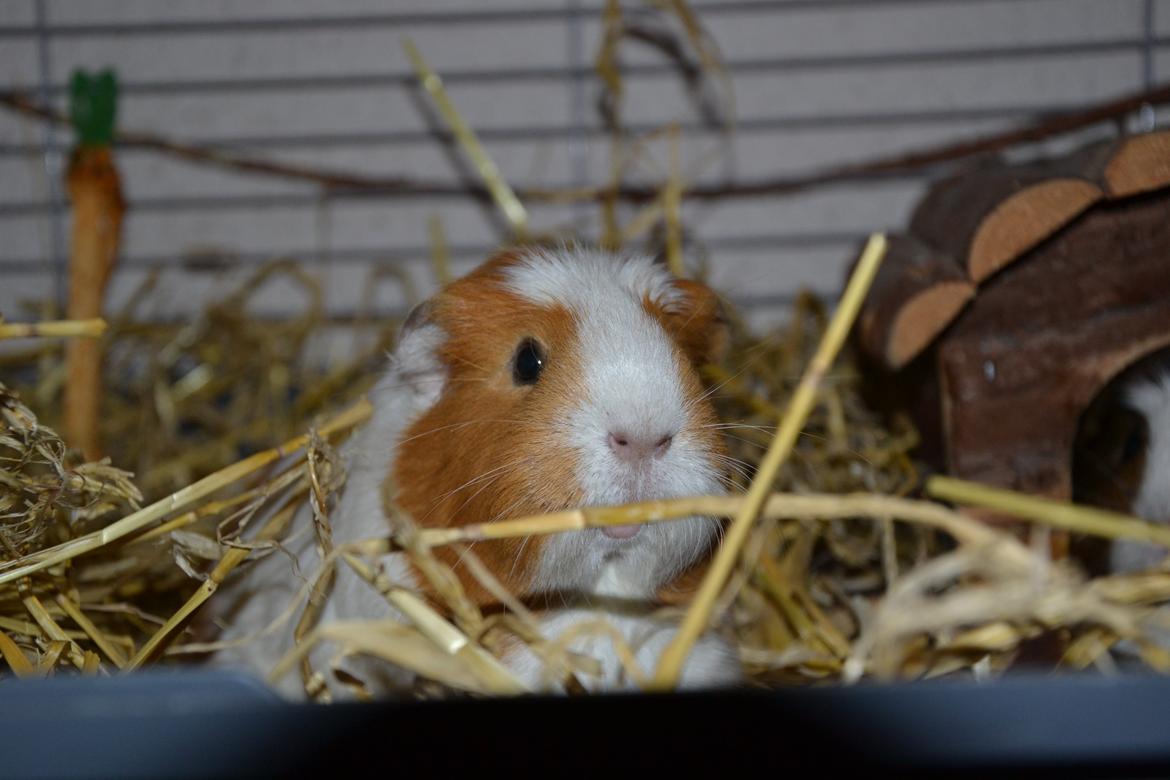 Marsvin | Pjuskemus <3 billede 23