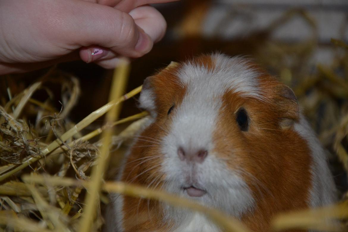 Marsvin | Pjuskemus <3 billede 24