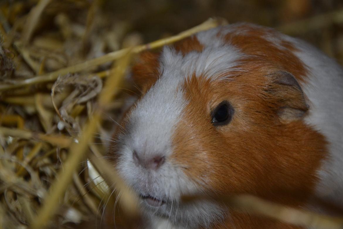 Marsvin | Pjuskemus <3 billede 25