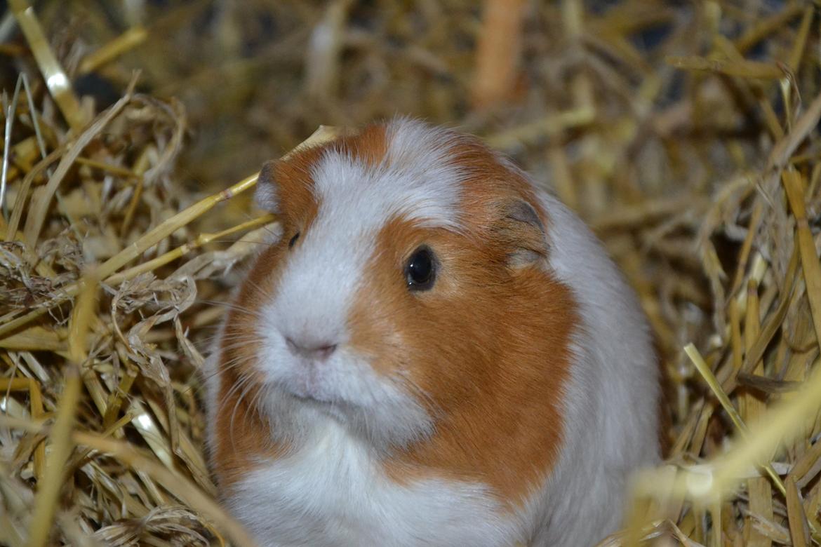 Marsvin | Pjuskemus <3 billede 1