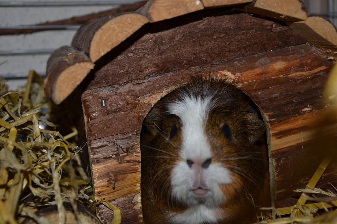 Marsvin | Ronja <3 billede 1