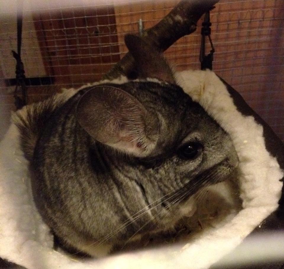 Chinchilla Dina billede 2