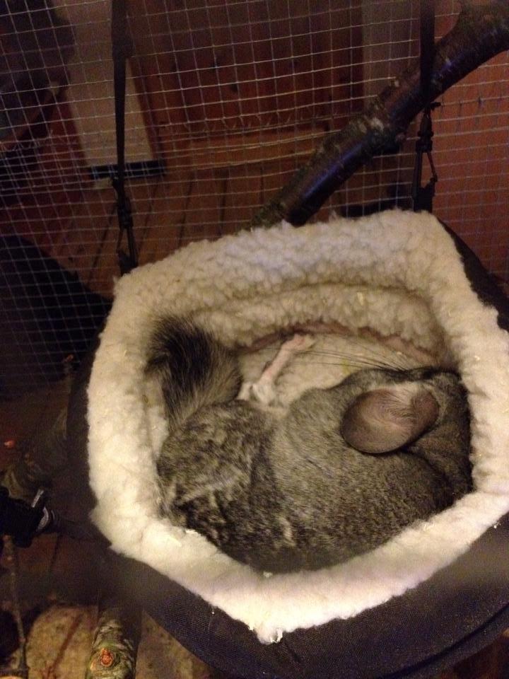 Chinchilla Dina billede 7