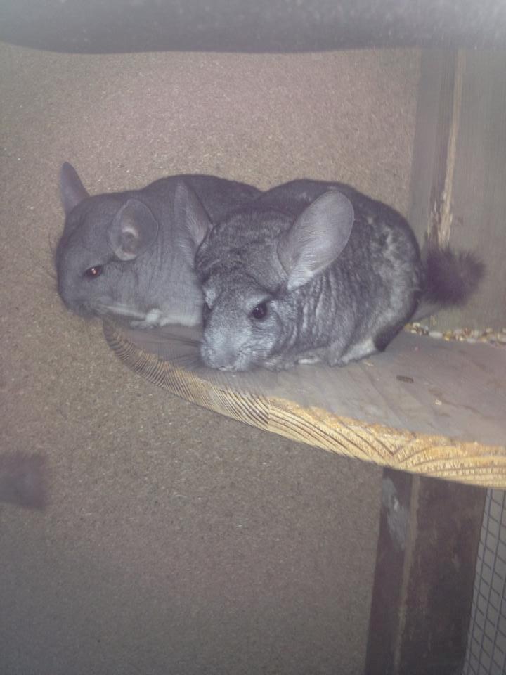 Chinchilla Dina billede 8