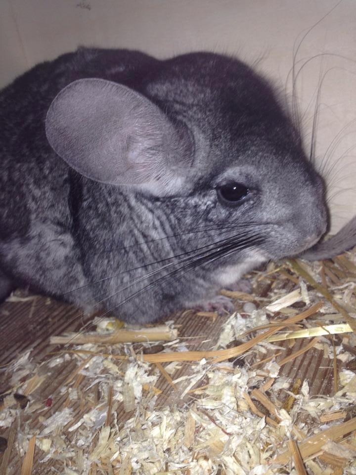 Chinchilla Dina billede 9