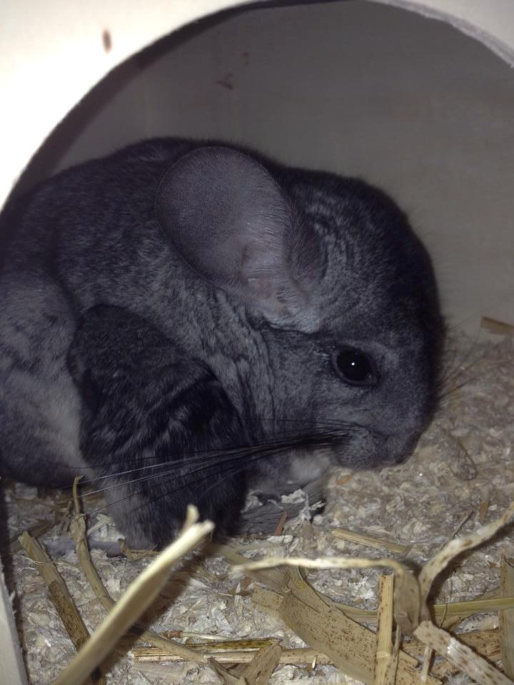 Chinchilla Dina billede 10