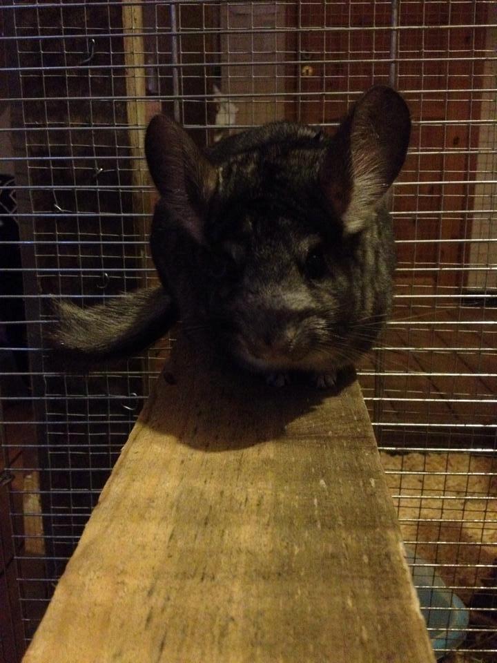 Chinchilla Dina billede 11