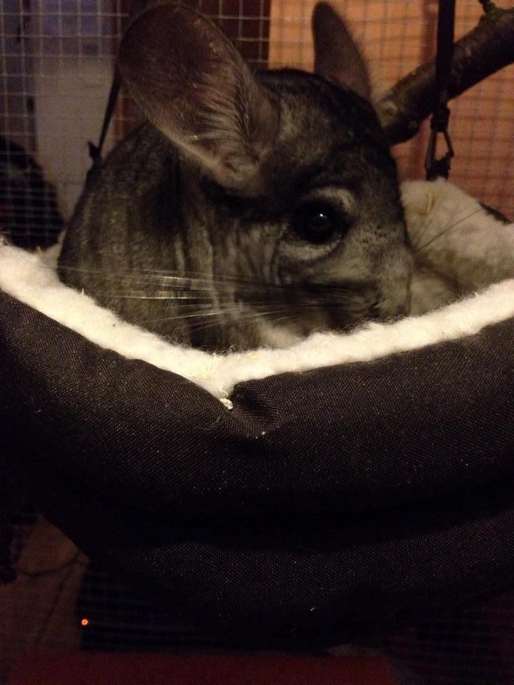 Chinchilla Dina billede 5